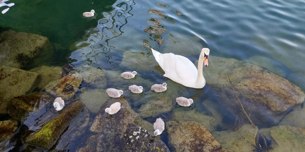 Ein Schwan soll für den Fall ins kühle Nass verantwortlich gewesen sein.