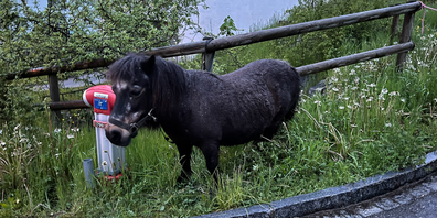 Einem Shetlandpony wurden die Haare geschnitten. Ohne dass es beim Pferdefriseur war (Archivfoto)