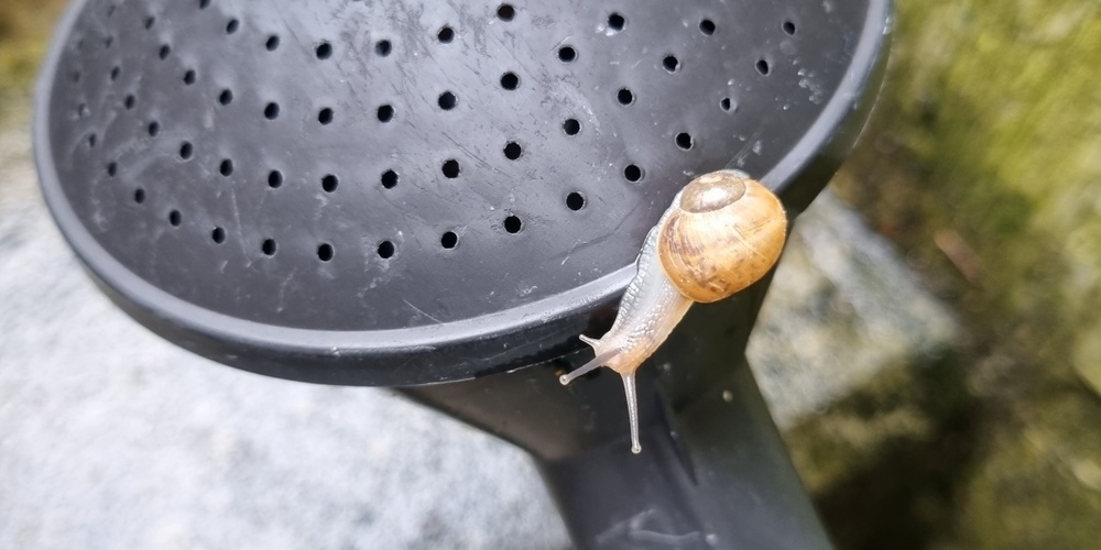 Vielleicht gewinnt Deine Schnecke sogar das Rennen? (Symbolbild)