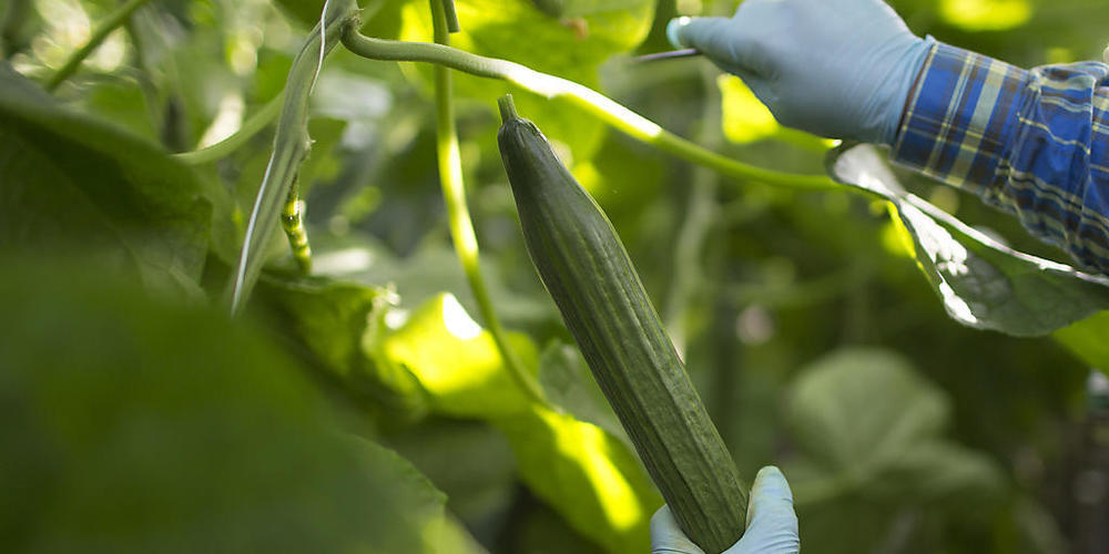 Ein Arbeiter erntet eine Bio-Gurke. (Archivbild)