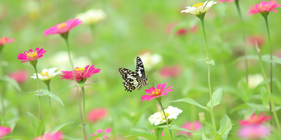 Je vielfältiger die Lebensbereiche, desto eher werden sich Schmetterlinge und auch andere Lebewesen im Garten ansiedeln und sich dort wohlfühlen. 