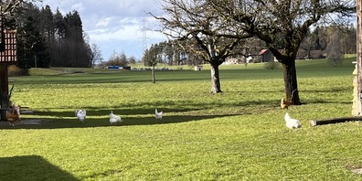 Endlich wieder ins Freie – die Massnahmen zur Eindämmung der Vogelgrippe werden am 1. Mai aufgehoben.
