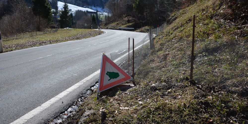 Auf der Strasse ins Wägital wimmelt es im Frühjahr von Amphibien auf dem Weg zu ihren Laiplätzen. Viele kommen dabei um. 