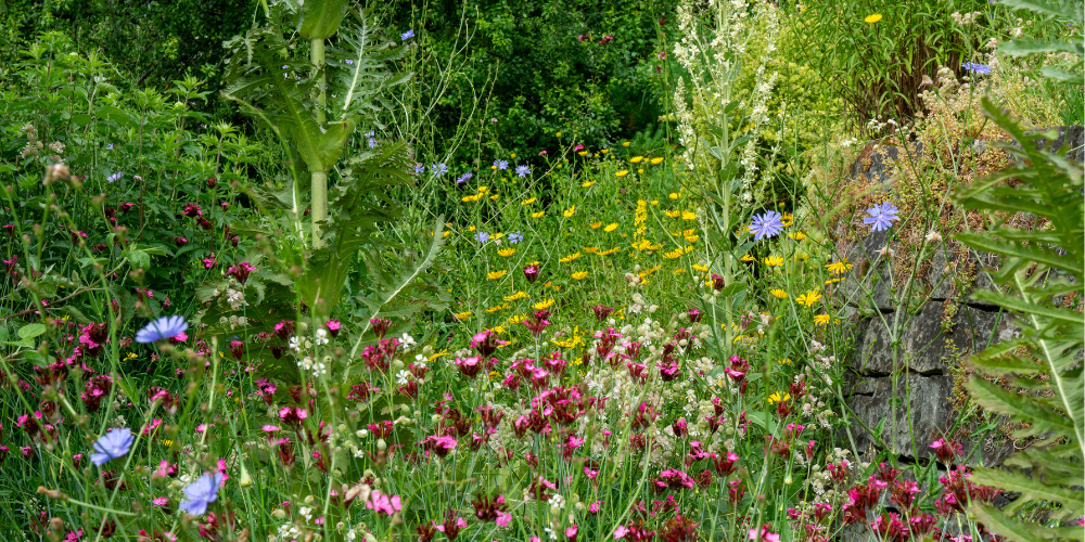Ein Wildstaudenbeet bildet mit anderen Naturgartenelementen wertvollen Lebensraum für einheimische Vögel, Insekten und Kleintiere.