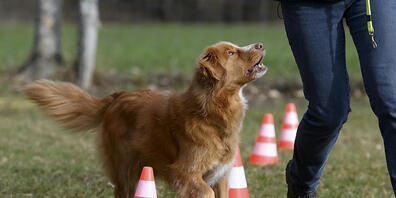Hundetrainer im Kanton Zürich müssen nicht alle 10 Jahre eine Prüfung machen, findet das Verwaltungsgericht. (Symbolbild)