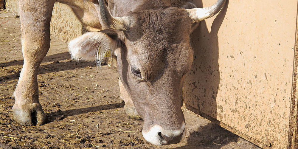 Bergheimat Original Braunvieh.