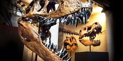 Gross und furchteinflössend: Der T. rex