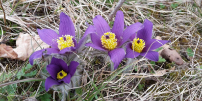 Die Gemeine Küchenschelle (Pulsatilla vulgaris) hat im Raum Schaffhausen einen erheblichen Rückgang erlebt. 