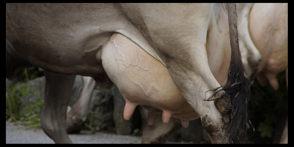 Bei einer Kuh aus einem Betrieb in Einsiedeln wurde BSE nachgewiesen.