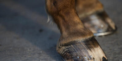 Bei einem Unfall mit einer Kutsche starb ein Pferd in Pfaffnau. (Symbolbild)