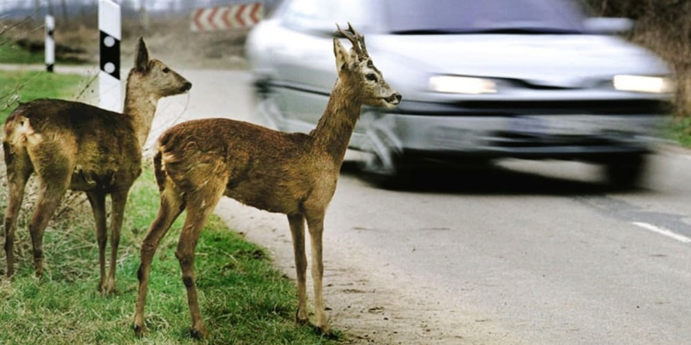 Vorsicht Wildwechsel.