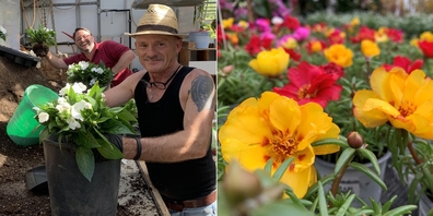 Links: Markus Raschle (h.) und Martin Fleischlin freuen sich auf viele Gäste am Linth-Tour-Anlass. Rechts: Der Frühling treibt es bunt in der Uzner Dorfgärtnerei Raschle.