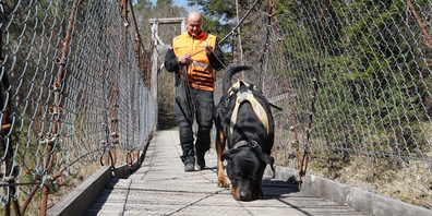 Der 9-jährige Rottweiler-Rüde «Yukon vom Amtsbach» (vorne) konnte erfolgreich einen Vermissten lebendig aufspüren. (Archivbild)