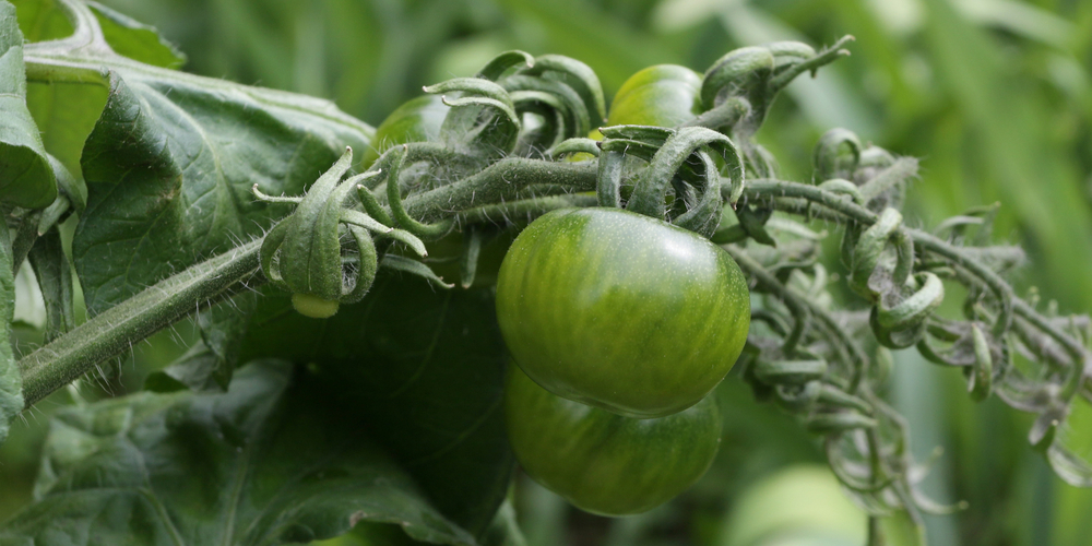 Tomaten werden Ende August/Anfang September langsam reif für die Ernte.