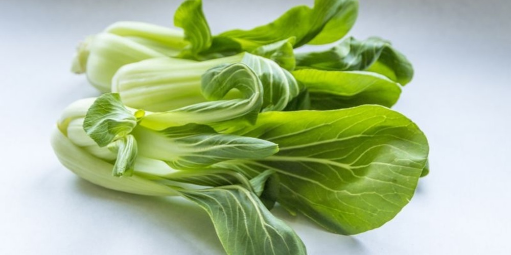 Pak-Choi wächst relativ rasch: Die Schweizer Saison startet im April.