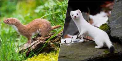 Das Mauswiesel (Mustela nivalis) ist das kleinste Raubtier der Welt (l.). Hermeline wechseln ihr Fell im Winter und werden weiss. Die schwarze Schwanzspitze, an der man sie einfach vom Mauswiesel unterscheiden kann, bleibt (r.).