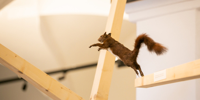 Die Eichhörnchen im Seemuseum springen nach dem 16. April weiter.