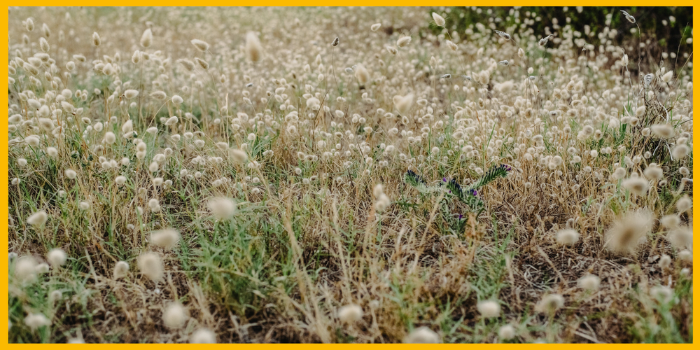 Trockenheit: Trotz nassem Frühling verschärft sich die Situation bereits wieder.
