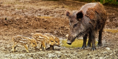 Sieht so eine Löwin aus? Beim gesichteten Tier handelt es sich wohl um ein Wildschwein.