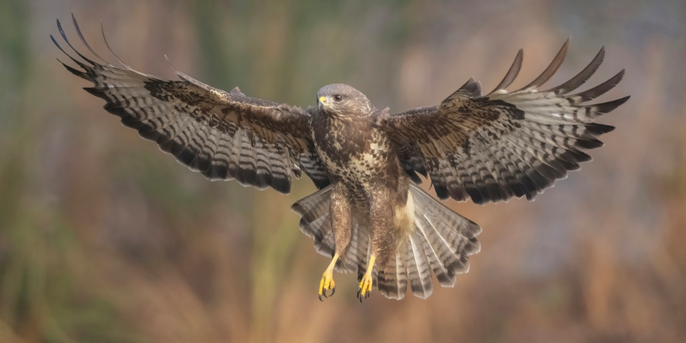 Eine 76-jährige Frau aus Hadlikon wurde gebüsst, weil sie einen Mäusebussard fütterte.