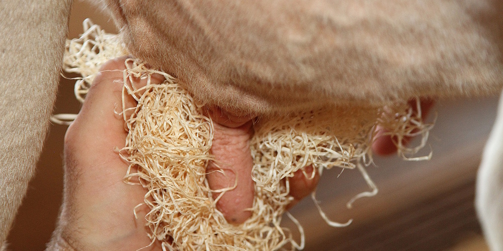 Die agroclean® Euterholzwolle gibt es seit 70 Jahren.