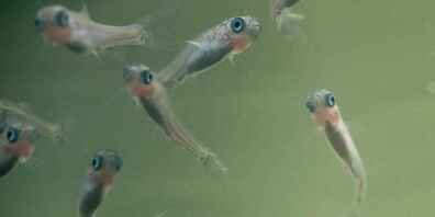 Die Nase (Chondrostoma nasus) ist vom Aussterben bedroht. Wiederfänge haben gezeigt, dass das Wiederansiedlungsprojekt erste Erfolge aufweist.