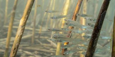 Die Fischart Nasen ist nach einem 2015 gestarteten Ansiedlungsprojekt wieder ins Linthgebiet zurückgekehrt.