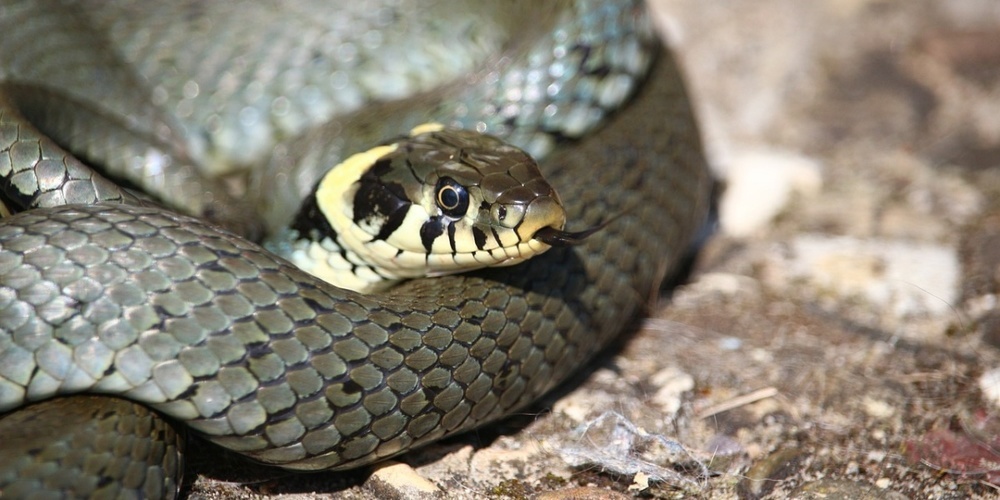 Einen Bogen von rund zwei Metern einhalten. Bild: Ringelnatter