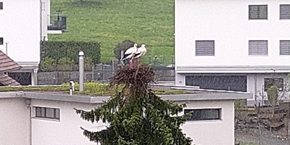 Das Eschenbacher Storchenpaar auf seinem Nest auf der Tanne, bevor es laut einer Leserin von einer Drohne verscheucht wurde.