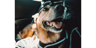 Hunde in solch einer lebensbedrohlichen Situation sind auf die Hilfe von couragierten Passant:innen angewiesen. 
