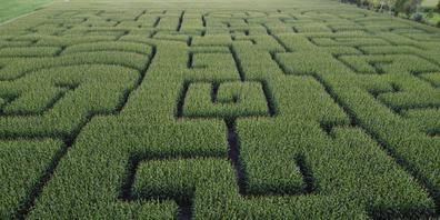 Der viele Regen bereitete dem Mais Mühe, die Eröffnung des RhyLa wurde daher verschoben.