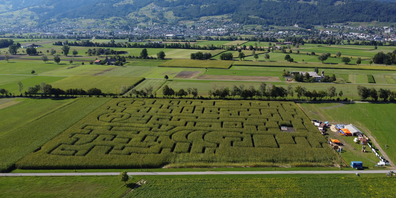 Das Maislabyrinth in Balgach im St.Galler Rheintal umfasst 3'000 Meter Weg auf einer Fläche von 3,5 Hektar.