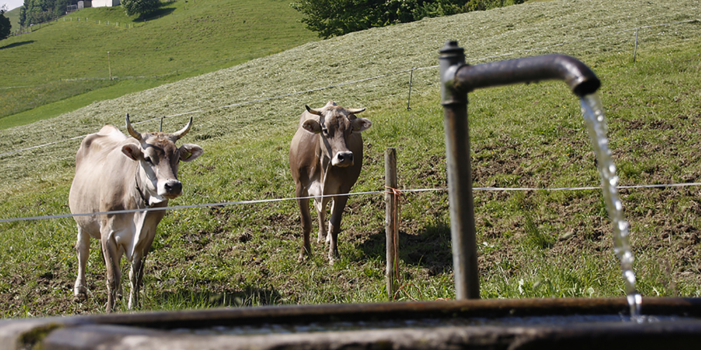 Bei Hitze geben Kühe weniger Milch.