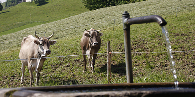 Bei Hitze geben Kühe weniger Milch.