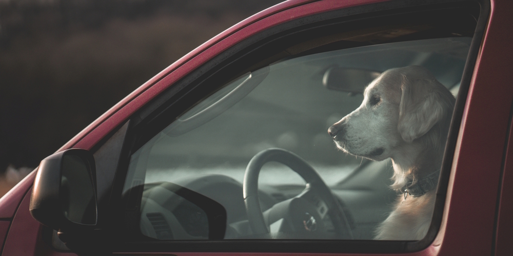 Auch ein spaltbreit geöffnetes Fenster bannt das Hitzschlag-Risiko für Hunde in Autos nicht.