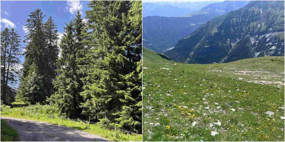 In Flumserberg kollidierte ein Gleitschirm mit einem Baumwipfel (l.), in Bad Ragaz missriet ein Start wegen einer Windböe.