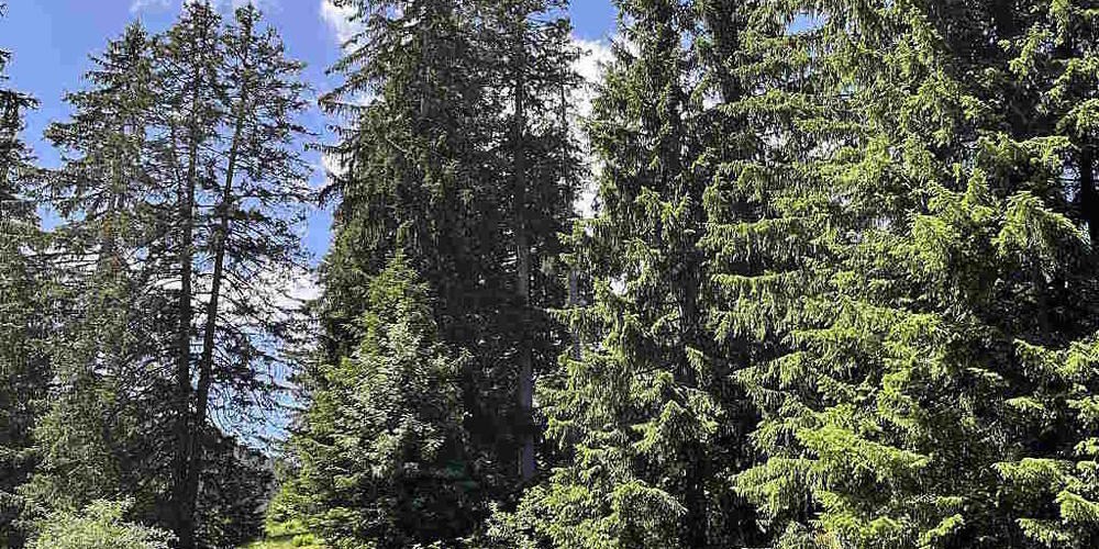 Mit einem dieser Baumwipfel in Flumserberg kollidierte am Samstag ein 44-jähriger Gleitschirmpilot.