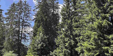 Mit einem dieser Baumwipfel in Flumserberg kollidierte am Samstag ein 44-jähriger Gleitschirmpilot.