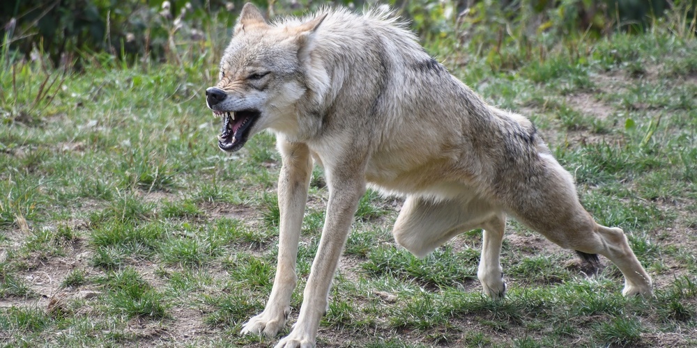Der in einem Valenser Garten erlegte Wolf zeigte Anzeichen einer schweren Krankheit und keinerlei Fluchtreaktion. (Symbolbild)