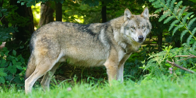 Der Leitwolf des Kärpfrudels darf reguliert werden (Symbolbild).