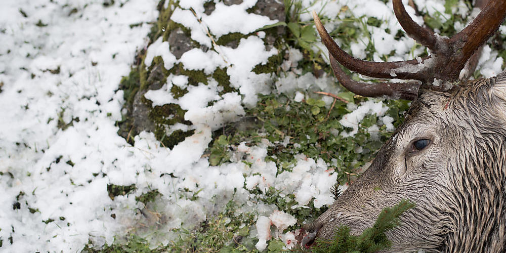 Ein auf der Hochjagd erlegter Hirsch. Wildschutzgebiete sollen das Wild in seinem Lebensraum halten und nachhaltig hohe Jagdstrecken ermöglichen, mit denen die Wildbestände reguliert werden. (Archivbild)