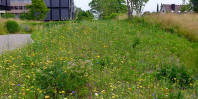 Blumenwiesen: Ein Lebensraum für Wildbienen mitten in der Stadt.