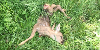 Am 31. Mai überlebte ein junges Kiz bei Vitaparcours Rapperswil-Jona den Aufenthalt in einer Wiese nicht. (Foto: InesKammermann)