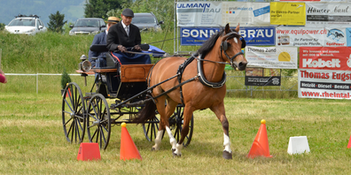 Auch dieses Jahr messen sich die Pferdegespanne der Region wieder im OKV-Fahrcup im Kriessner Rheinvorland.