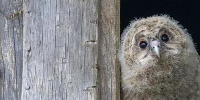 Dieser junge Habichtskauz wird zusammen mit seinen Geschwistern in Österreich ausgewildert.
