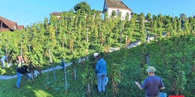 Rund ums Jahr sind die freiwilligen HelferInnen der «Rebenfreunde Eschenbach» für den Eschenbacher Wein im Einsatz.