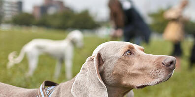 Zürcher Hunde beissen weniger häufig zu: Die Zahl der Vorfälle geht zurück, obwohl immer mehr Hunde im Kanton leben. (Symbolbild)