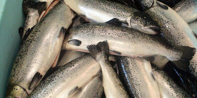 Ausgenommener Atlantischer Lachs: In Mollis GL soll der Fisch in einer Grossanlage an Land nachhaltig für den Markt gezüchtet werden. (Symbolbild)
