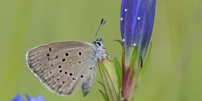 Moorbläuling- und Enzianförderung.