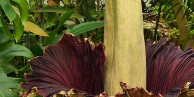 Im Botanischen Garten in Zürich blüht die Titanwurz. Sie gilt als grösste Blume der Welt und verströmt einen penetranten Gestank.